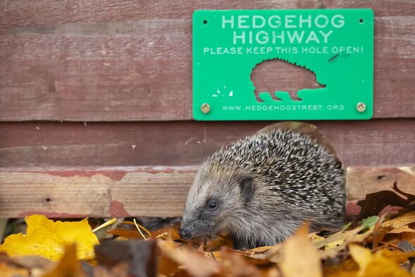 European hedgehog (Erinaceus europaeus) adult animal walking through a hole in a garden fence with a Hedgehog highway sign above in autumn, England, U