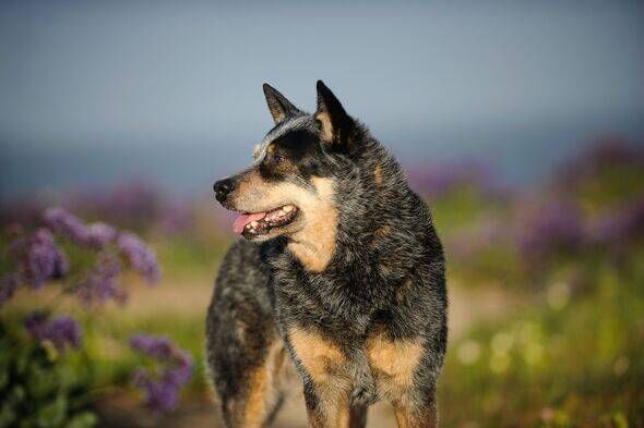 Australian Cattle Dog On Field Against Sky
