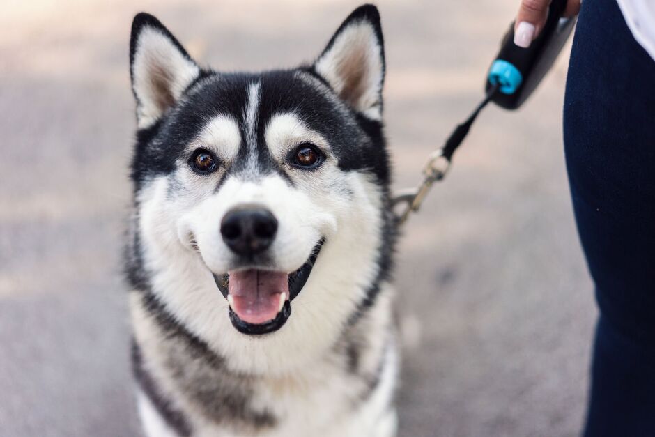 Siberian Husky
