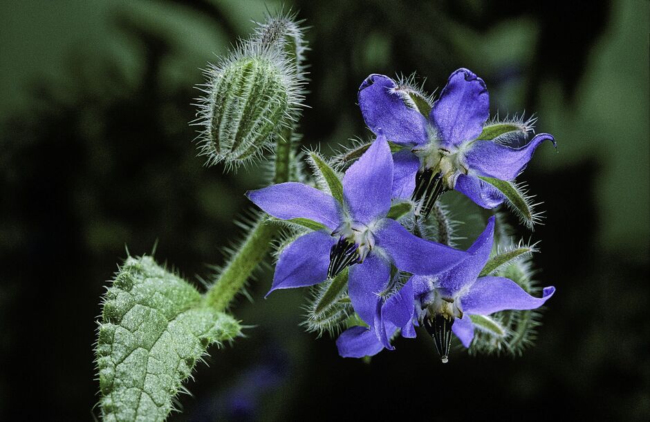 Borago officinalis