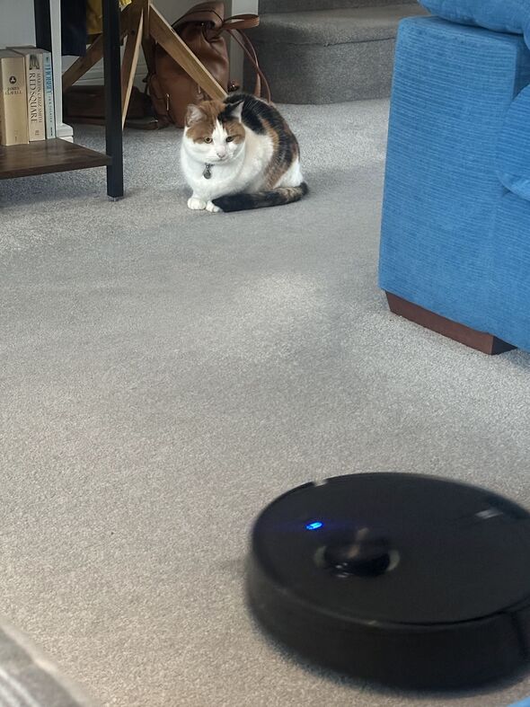 Cat watching robot vacuum cleaning carpet