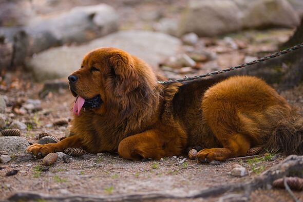 A deep red adult Tibetan Mastiff with fluffy fur lies in a forest, surrounded by trees in a peaceful natural setting.