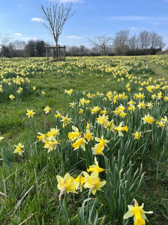 The Daffodil Way walk