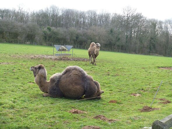Camels at the zoo