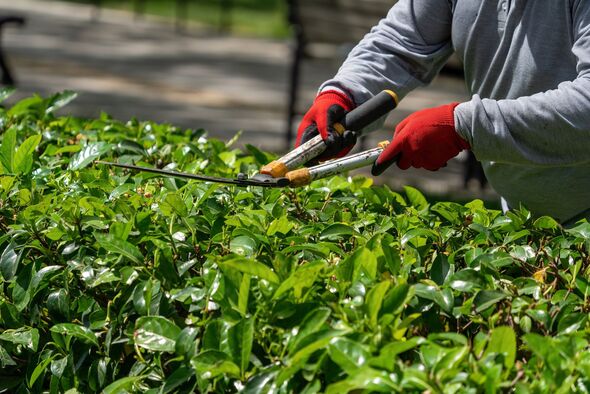 The gardener is moving the plant fences. Plant trimming operations.