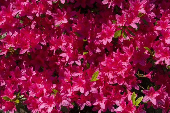 Bright pink evergreen Azalea flowering in spring