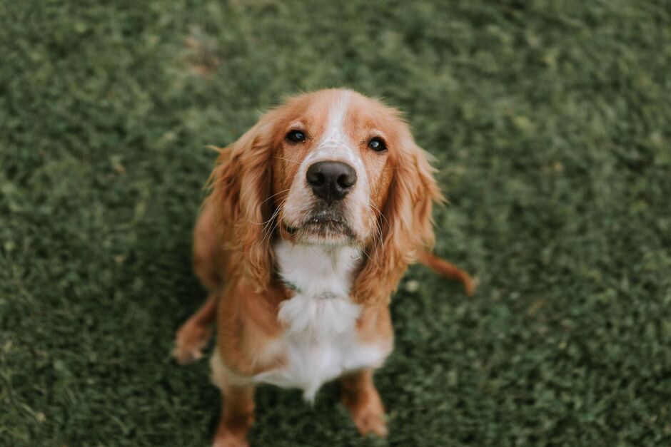 golden Cocker Spaniel