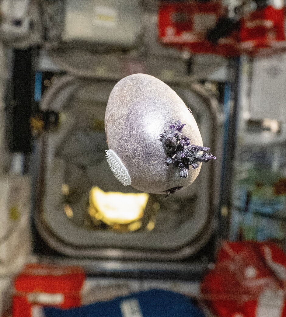 A bizarre floating growth on the International Space Station has caused hilarious online comments. NASA’s Don Pettit shared a picture of a potato he g