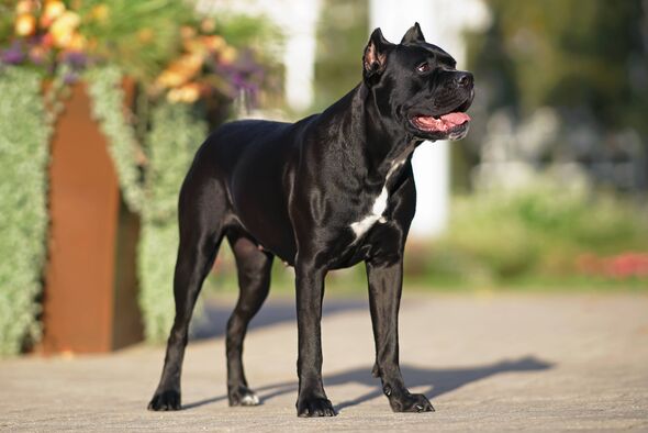 Beautiful shiny black Cane Corso dog with cropped ears and a docked tail posing outdoors standing on an asphalt in a city park i