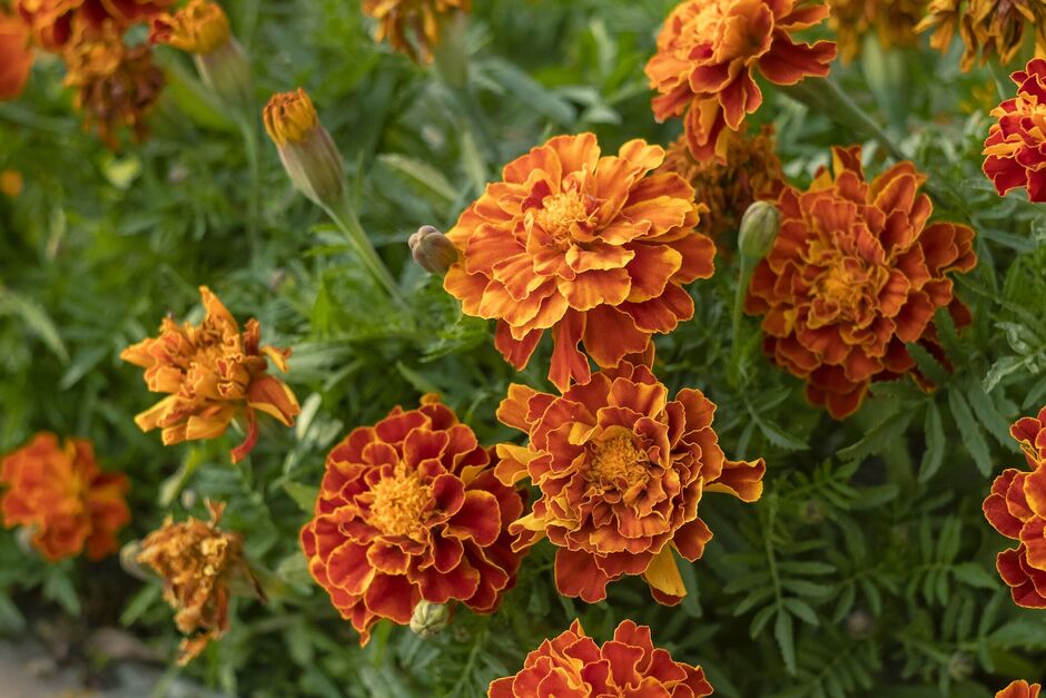 orange Marigold