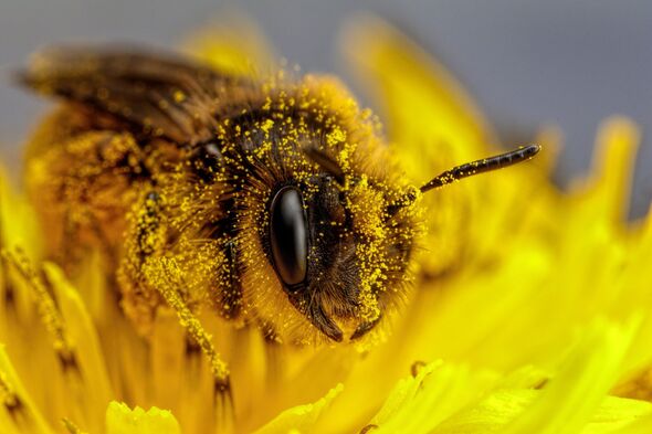 Close-up of bee on yellow flower,Lago Patria,Metropolitan City of Naples,Italy