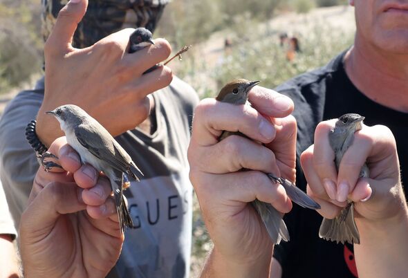 Chris Packham and CABS saving birds from lime sticks