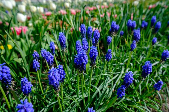 Spring flowers in the garden. tulips, hyacinths, daffodils. The scent of spring in a beautiful garden.