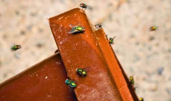 Picture of flies crawling across a compost bin
