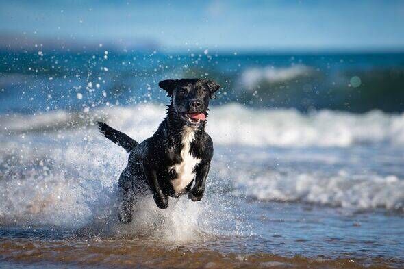 A labrador dog on a sandy beach