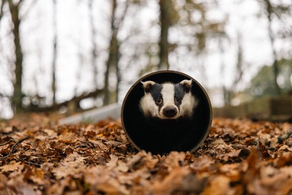 FRANCE-WILD-BOARS-SANCTUARY-ANIMAL