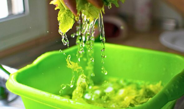 Picture of someone washing lettuce