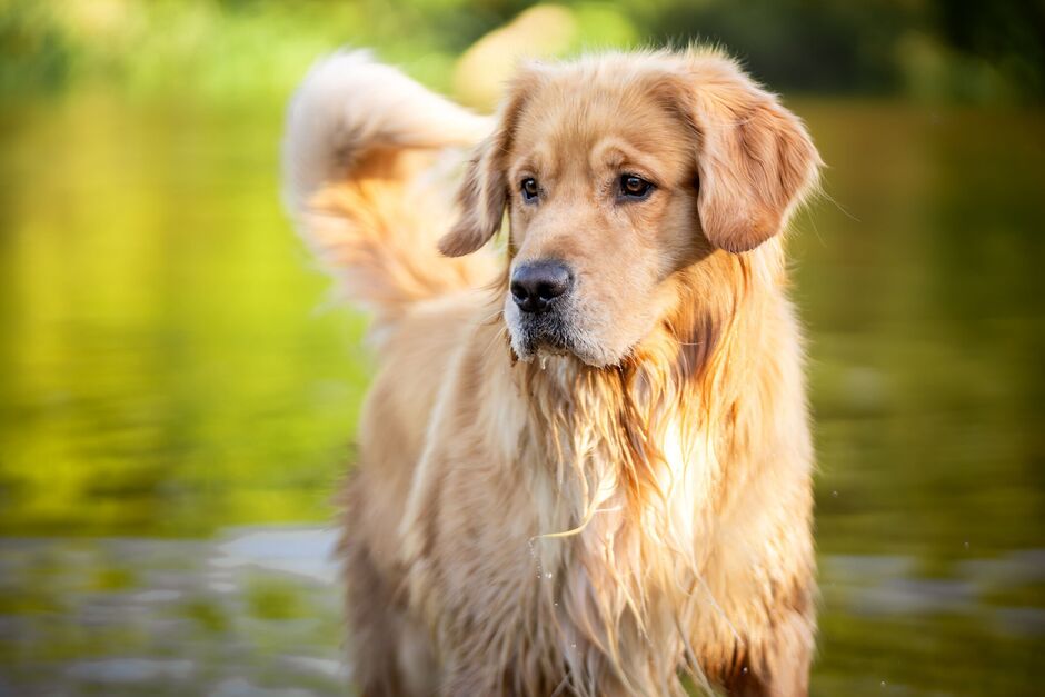 Golden Retriever