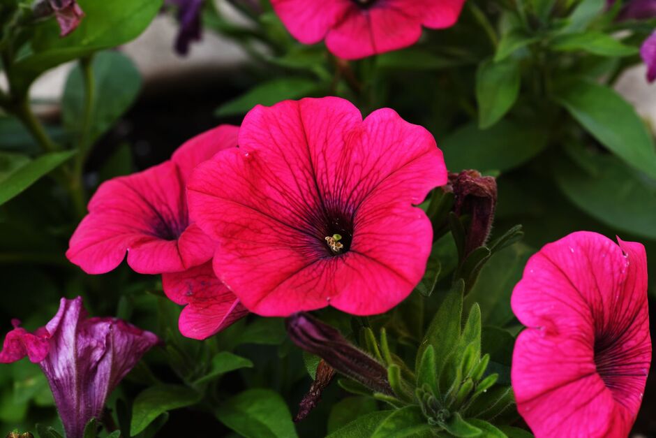 purple red petunia flowers