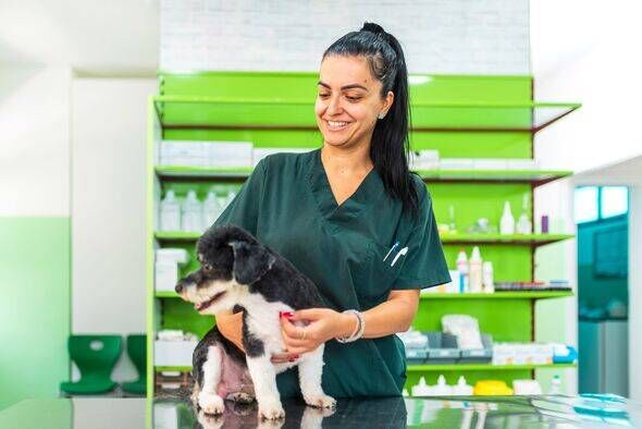 Veterinarian smiling and examining a dog in a clinic