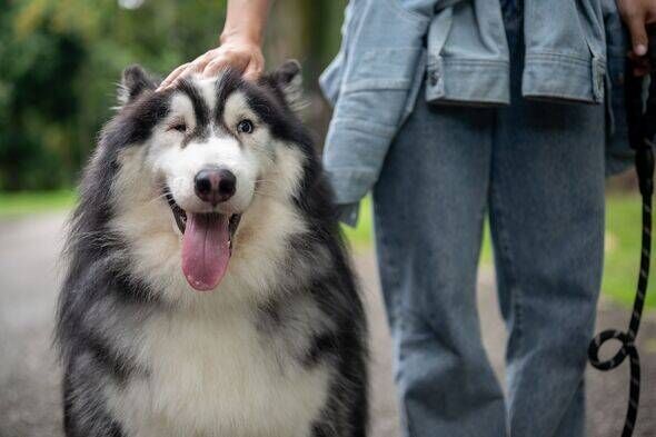 A beautiful Siberian husky dog smiles at the camera while spending time in a park with its owner.