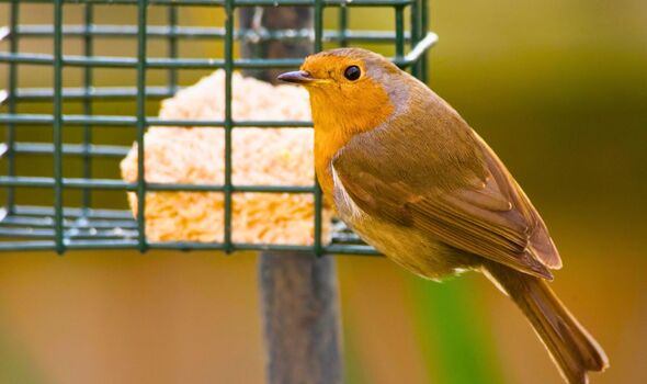 Picture of a robin with rice in a birdfeeder