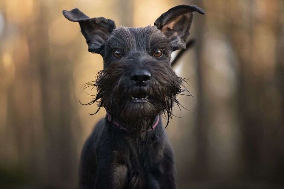 Miniature Schnauzer
