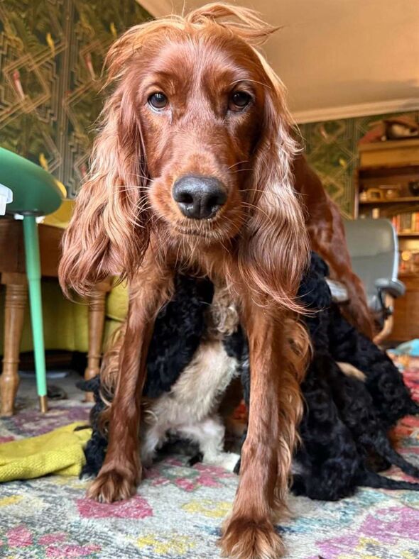 Marigold was in labour for 13 hours.