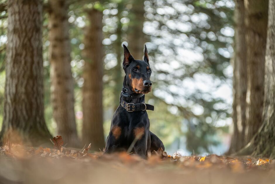 Doberman Pinscher at a park in the fall