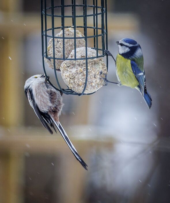 Birds