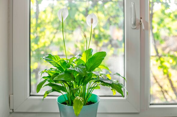 Spathiphyllum flower with white flowers in bloom on a windowsill with bright light from the window