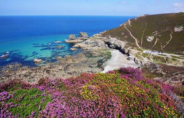 Heather blooms on the cliffs overlooking Trevellas Porth, St Agnes, Cornwall