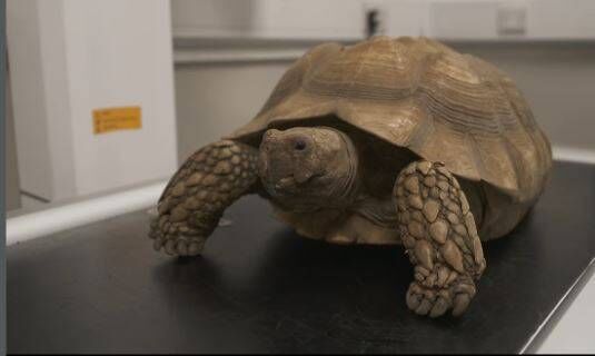 An image depicts a large tortoise