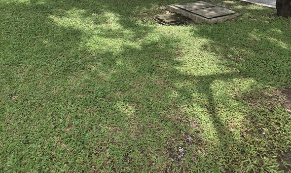 Picture of a scalped and very short lawn