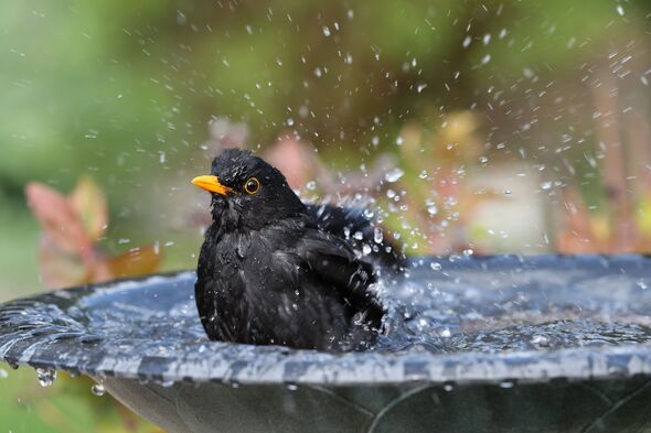 Blackbird having a bath