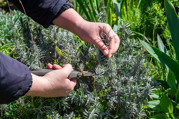 Gardener carefully pruning lavender bushes in a sunny garden, close-up view of the hands.