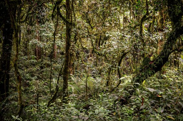The view inside Bwindi Impenetrable National Park