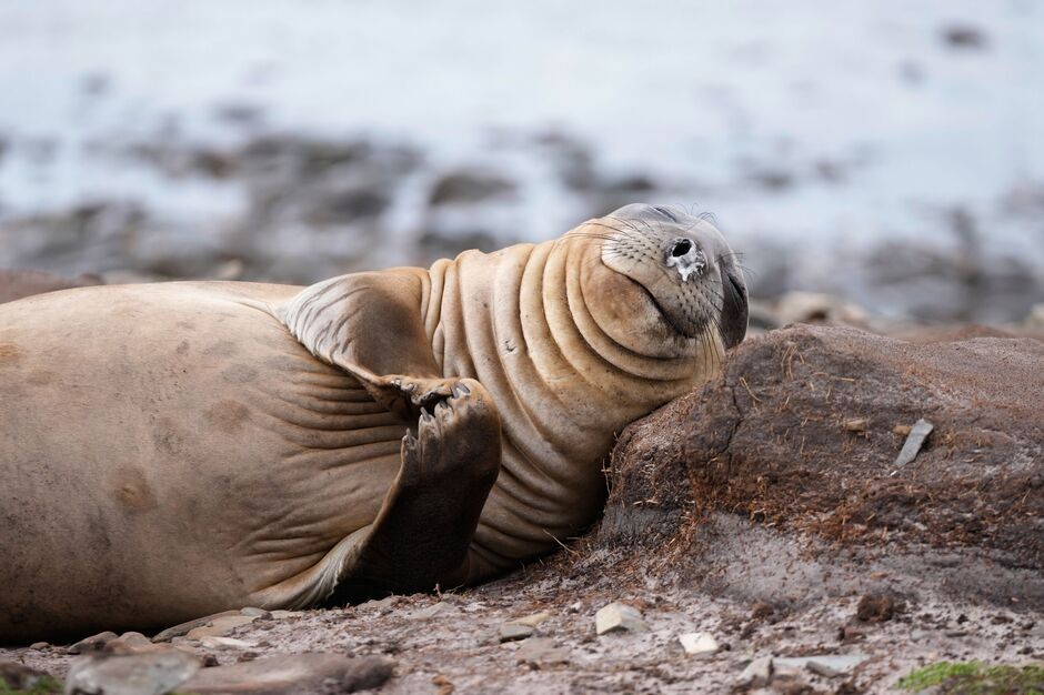Falkland Islands (26091730479285)