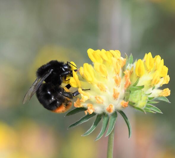 The Met Office has issued seven red alerts for pollen over the coming days