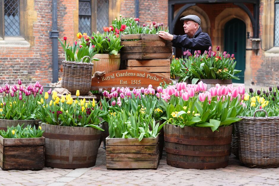 Tulip Festival at Hampton Court Palace