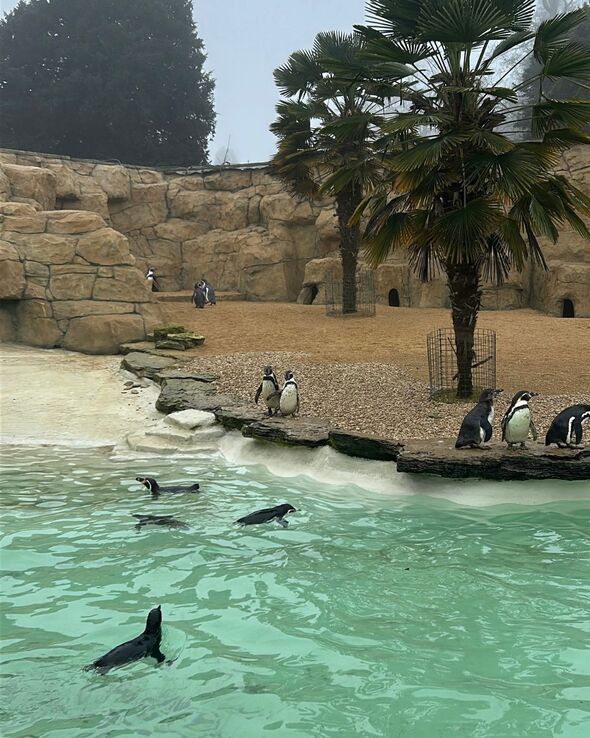 Humboldt penguins at the wildlife park