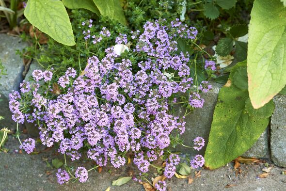 Vibrant Purple Creeping Thyme Flowers Amid Green Foliage In Garden Setting