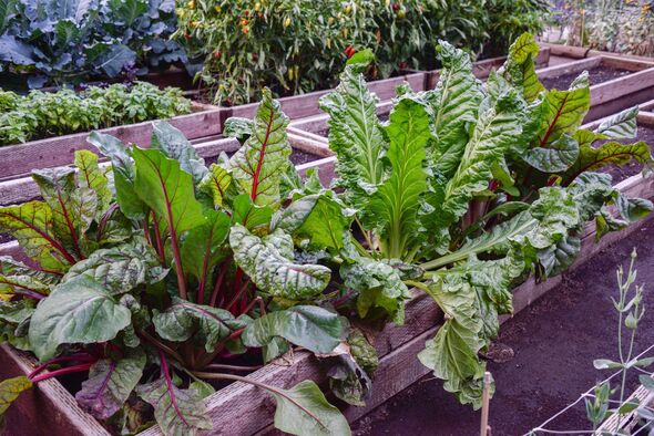 Chard in raised garden bed ready for harvest