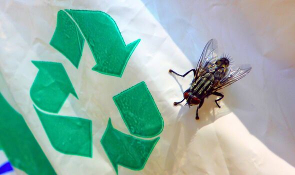 Picture of a fly on a recycling bin