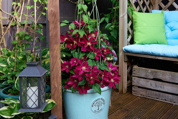 Clematis ‘Elpis’ in a pot