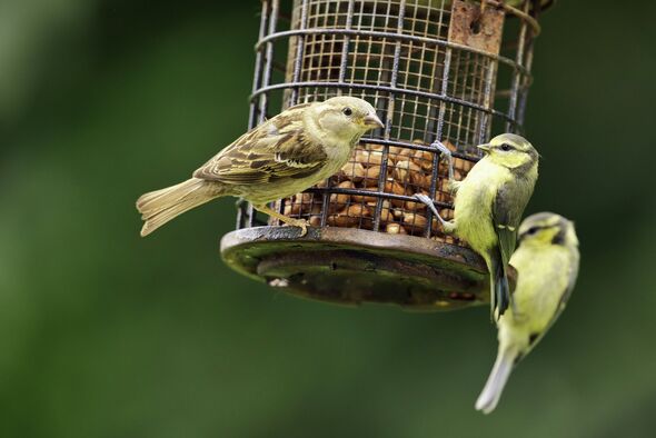 Female House Sparrow scaring young Blue Tits