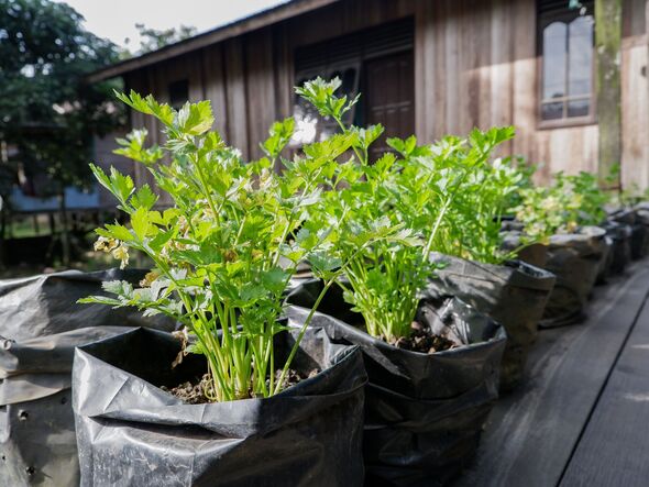 Fresh green celery plants growing in black polybags in a home garden. Organic vegetable cultivatio