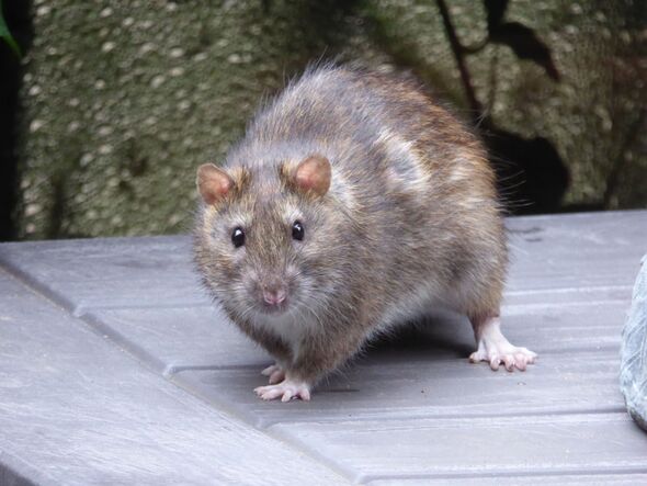 Brown Rat aka Norwegian Rat on Terrace - Rattus norvegicus