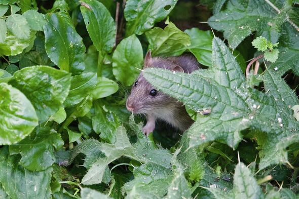 Brown rat rodent peeking through green leaves