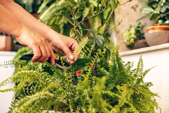 Woman is taking care of houseplants.